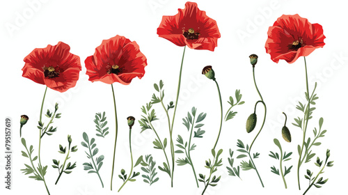 Beautiful red poppy flowers on white background Vector photo