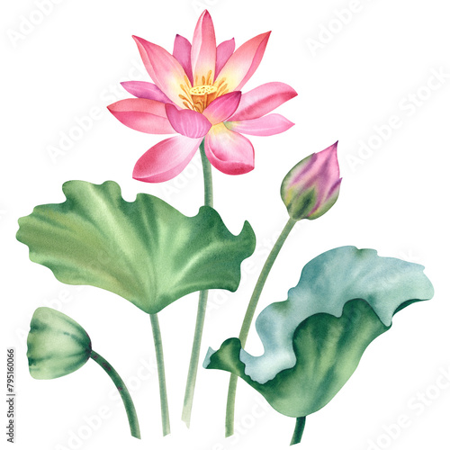 Watercolor pink lotuses on a white background. Water lilies are hand painted. A composition with a lotus. A template for the design of postcards, invitations, and fabrics.