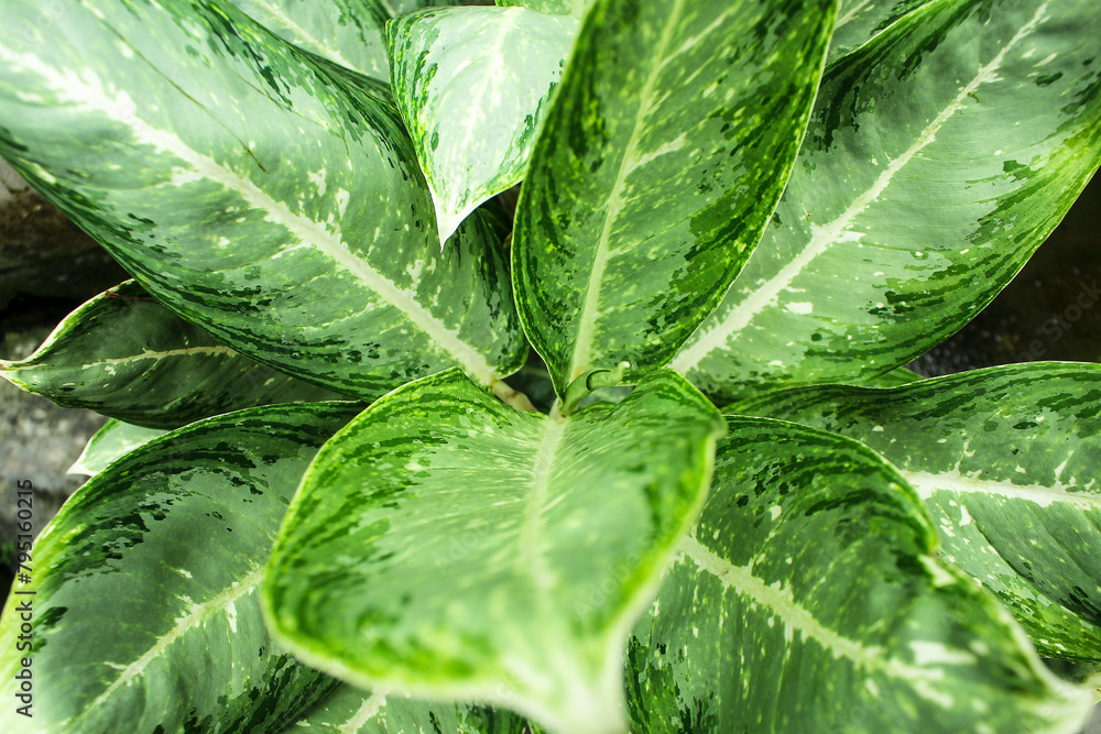 medium close up of green leaf. plant details. nature content background. medium close up of green leaf. plant details. nature content background.