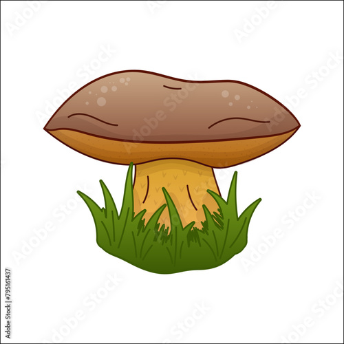 Oak mushroom, boletus vector isolated illustration. Theme plants, botanists, mushrooms in cartoon. Design element for theme forest mushrooms, menu, ingredient, recipes, organic products, etc.