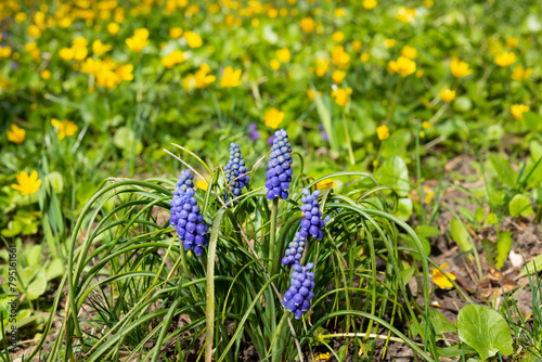 Blue muscari flowers close-up Group of grape hyacinths Muscari armeniacum