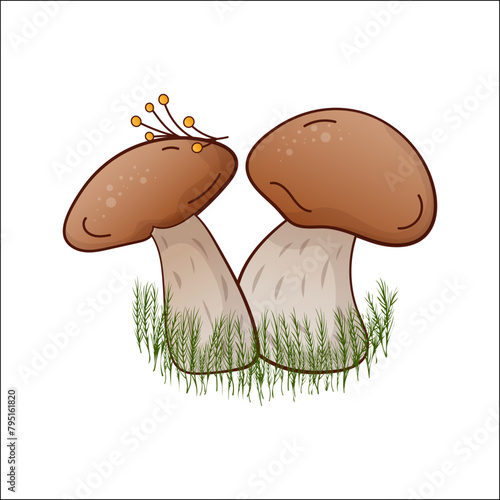Porcini mushroom, boletus vector isolated illustration. Theme plants, botanists, mushrooms in cartoon. Design element for theme forest mushrooms, menu, ingredient, recipes, organic products, etc.