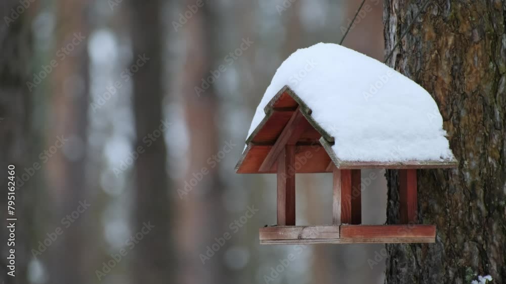 Wild Parus major (Great tit) bird with yellow feathers eats seeds from wooden bird feeder covered with snow in winter forest. Caring and help for birds in winter. Wild animal care theme