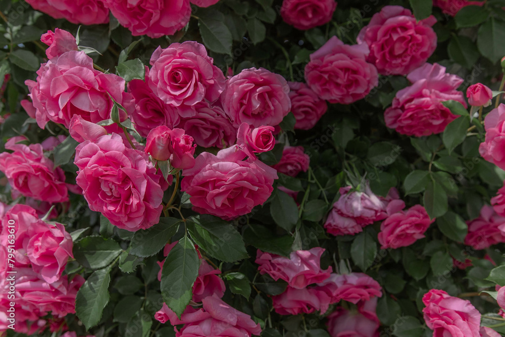pink rose bush pink rose bush