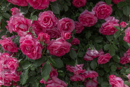 pink rose bush