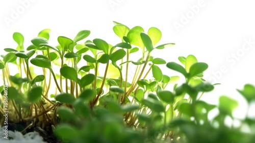 Close-up of young green seedlings on white background, selective focus