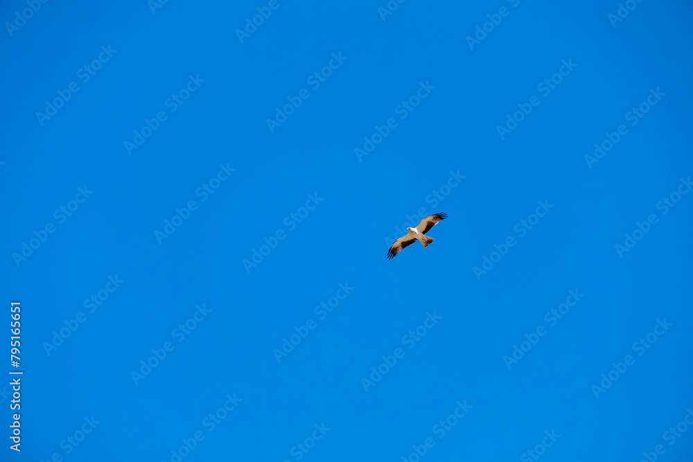 Hieraetus pennatus. Booted Eagle in flight with blue sky with clouds in the background. Hieraetus pennatus. Booted Eagle in flight with blue sky with clouds in the background.