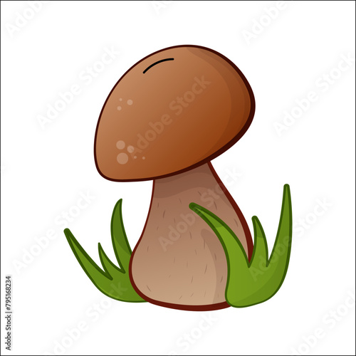 Porcini mushroom, boletus vector isolated illustration. Theme plants, botanists, mushrooms in cartoon. Design element for theme forest mushrooms, menu, ingredient, recipes, organic products, etc.