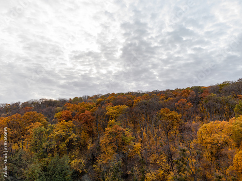 Autumn golden trees forest scenery with cloudy grey sky
