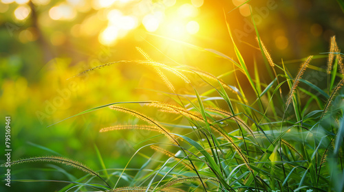 Wild green grass in a forest at sunrise. Beautiful summer