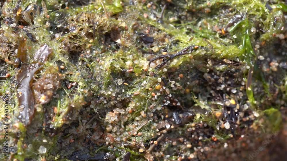 Close-up of wet seaweed and sand with glistening water droplets.
Close-up of wet seaweed and sand with glistening water droplets.