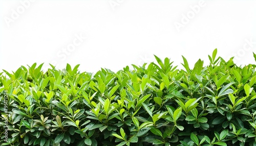 Wallpaper Mural bush on the white background Torontodigital.ca