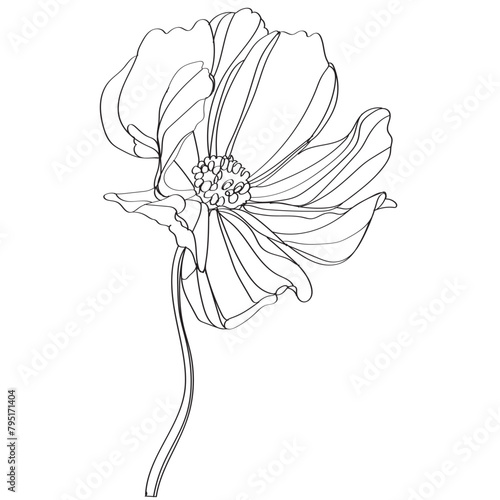 black and white line illustration of cosmos flower on a white background