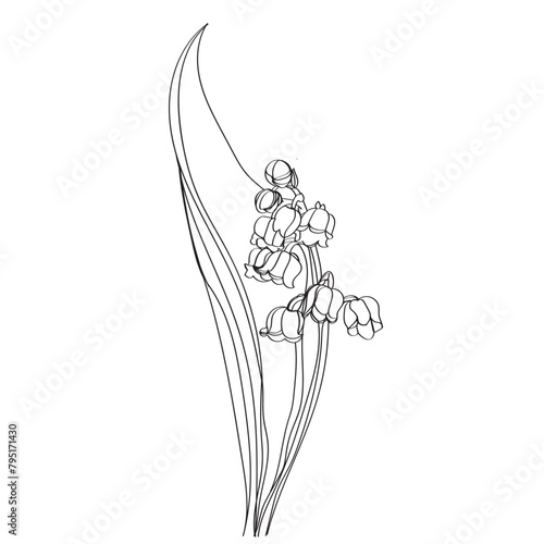 lily of the valley vector illustration. Black and white floral vector illustration of a lily of the valley