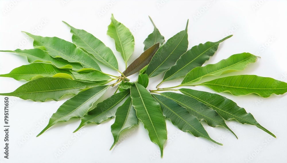 Obraz premium leaf isolated on white