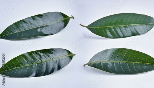 reen leaf with water drops photo