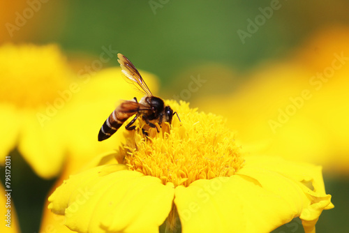bee on flower © Usha Kiran
