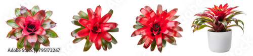 top view for a red Bromeliads and front view in a pot, Tropical Plant, Houseplant, Beautiful Garden Plants photo