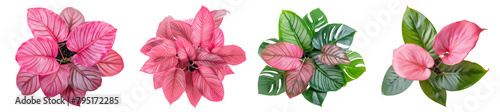 set of pink and green philodendron and monstera leaves, top view, Tropical Plant, Houseplant, Beautiful Garden Plants