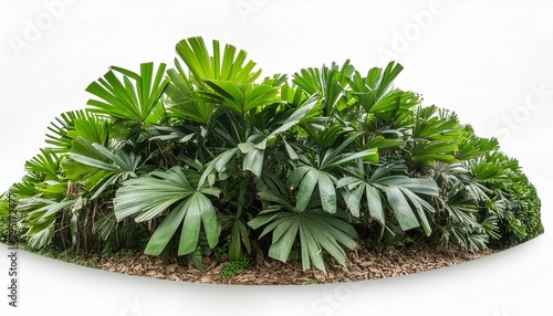 tropical plant isolated on white background