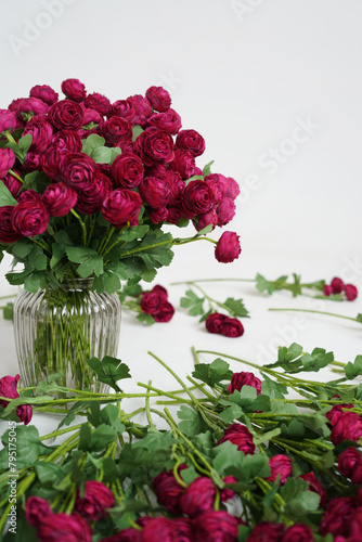 Burgundy ranunculus in a vase isolated on a white background.