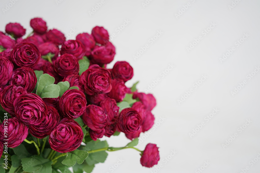 Burgundy ranunculus in a vase isolated on a white background.