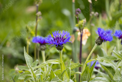 Wallpaper Mural Early Spring Day AT Worth Park Crawley West Sussex UK Torontodigital.ca