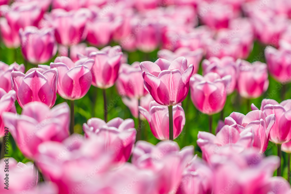 pink tulips in the garden