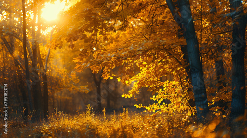 Yellow autumn trees in a forest at sunset. Fall foliage © UsamaR