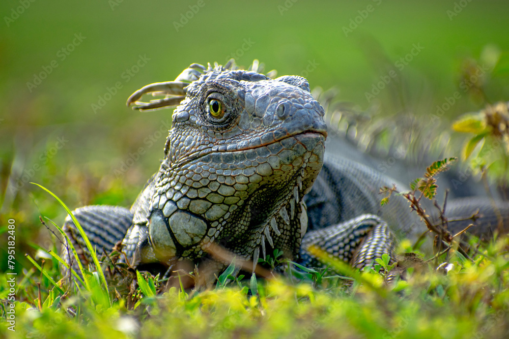 Obraz premium green iguana 