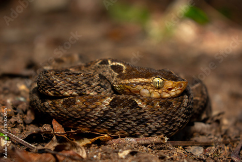 Viper in the grass