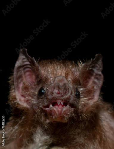close up of a vampire