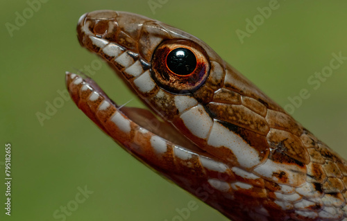 close up of a snake (Mastigodryas pleii)