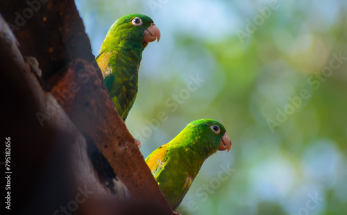 Orange-chinned parakeet