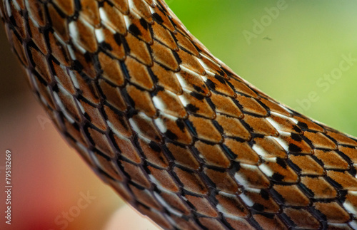 snake skin texture