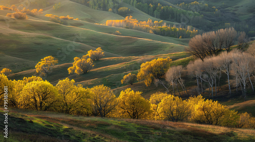 Yellow autumn trees on the green hills at sunset. 