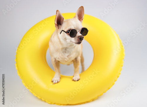 brown short hair chihuahua dog wearing sunglasses, standing in yellow swimming ring isolated  on white  background, looking sideway at camera.