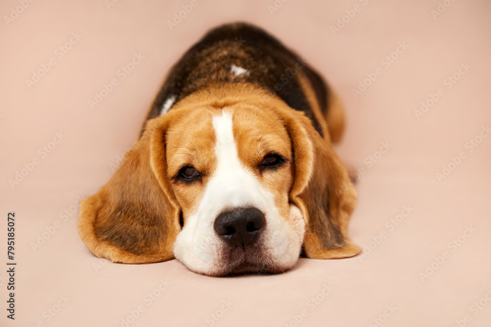 Cute dog beagle, lying on isolated background. Copy space.
