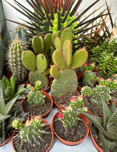 Cactus plants in pots oudoor