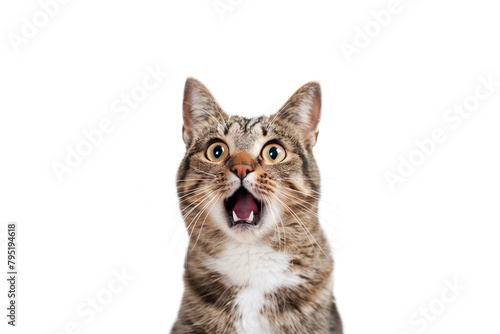 Protrait of an isolated surprised cat with transparent background