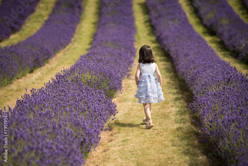 A little girl wearing a blue dress and sandals walks along a lavender field in a sunny day of Summer in Kinross, Scotland, UK photo