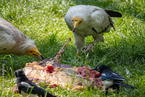 The pair of Egyptian vulture, Neophron percnopterus, is feeding on a carrion
