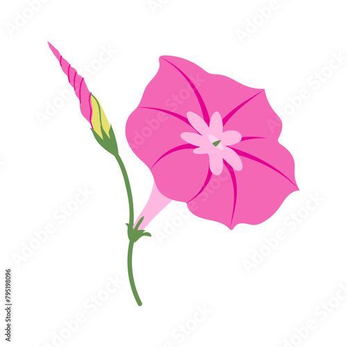 Morning glory  Ipomoea  pink flower isolated on white background. Hand drawn vector garden plant illustrations