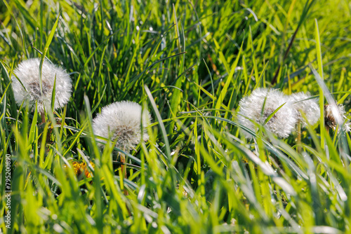 Dandelion seed heads with their umbrellas form the dandelion flower