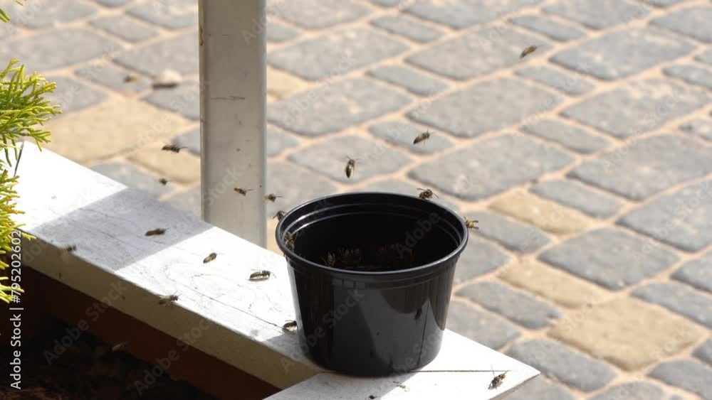 Wasps swarming around a black pot on a white ledge, with some flying and some perched, against a blurred pavement background. Wasps swarming around a black pot on a white ledge, with some flying and some perched, against a blurred pavement background.