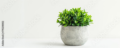 Photo of a houseplant in a painted ceramic pot isolated on white background shot in a studio.