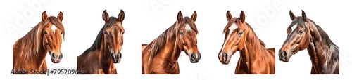 The image is a series of five horses with different shades of brown Set of png elements.