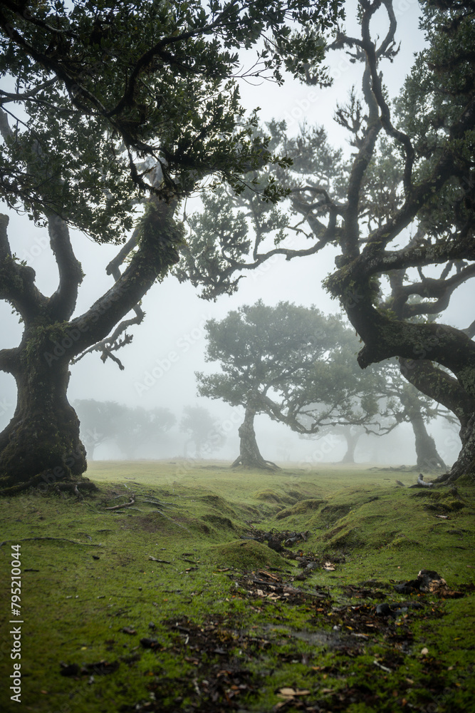 Fototapeta premium Century old Laurissilva trees in mystical foggy Fanal Forest in Madera Island, Portugal
