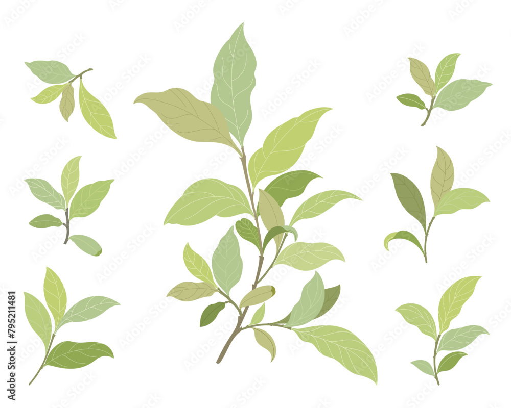 Set of realistic branch with green leaves. isolated on white background. Vector illustration EPS10