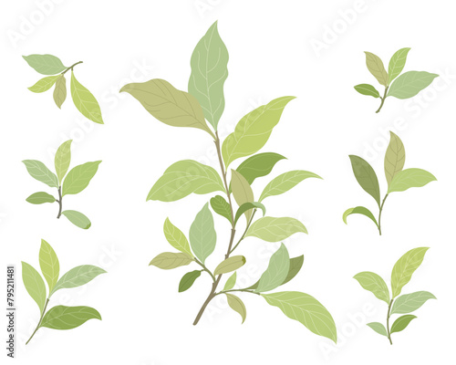 Set of realistic branch with green leaves. isolated on white background. Vector illustration EPS10